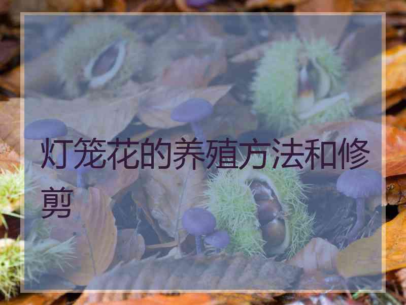 灯笼花的养殖方法和修剪