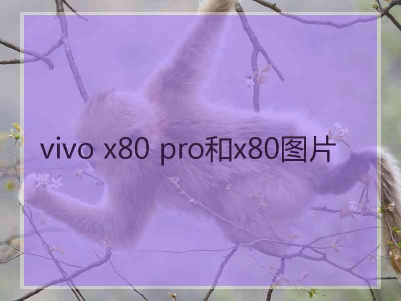 vivo x80 pro和x80图片