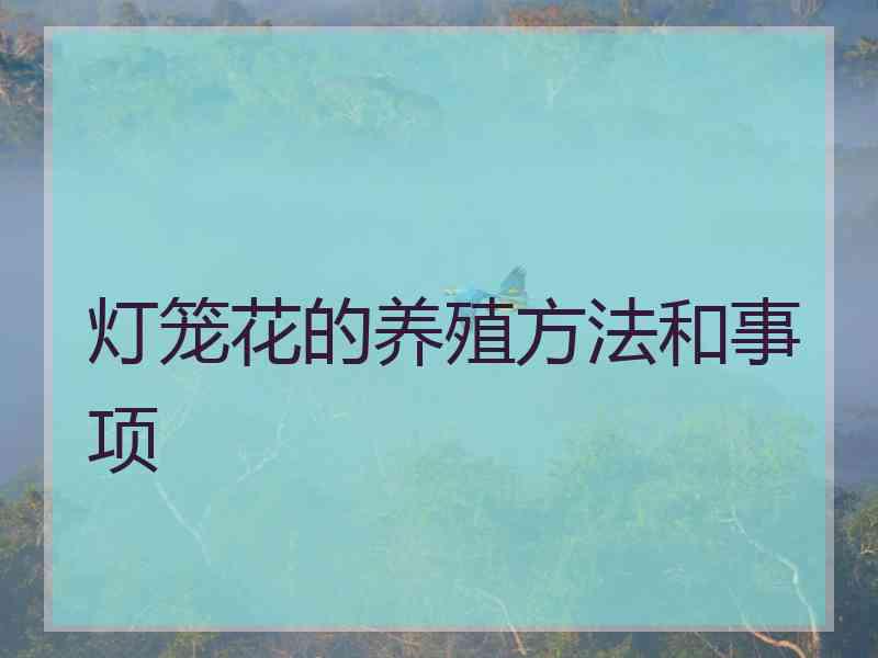 灯笼花的养殖方法和事项