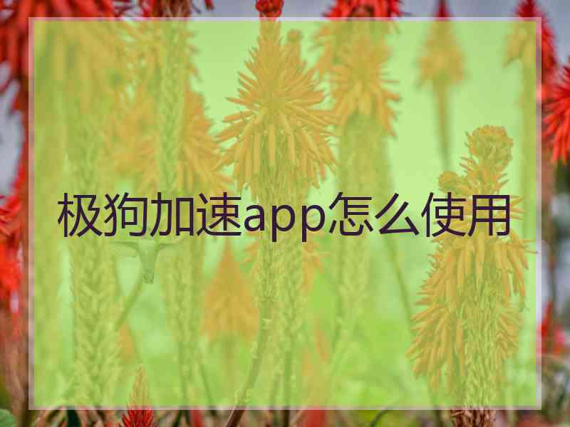 极狗加速app怎么使用