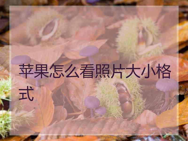 苹果怎么看照片大小格式