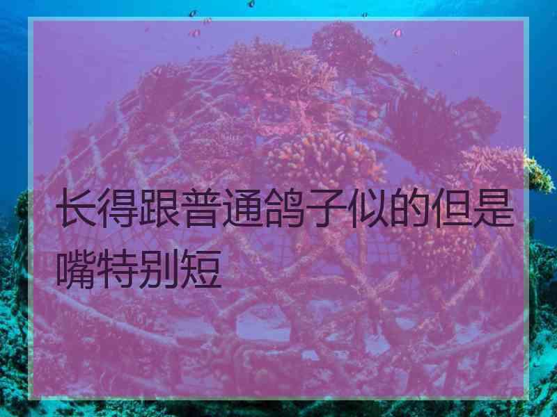 长得跟普通鸽子似的但是嘴特别短