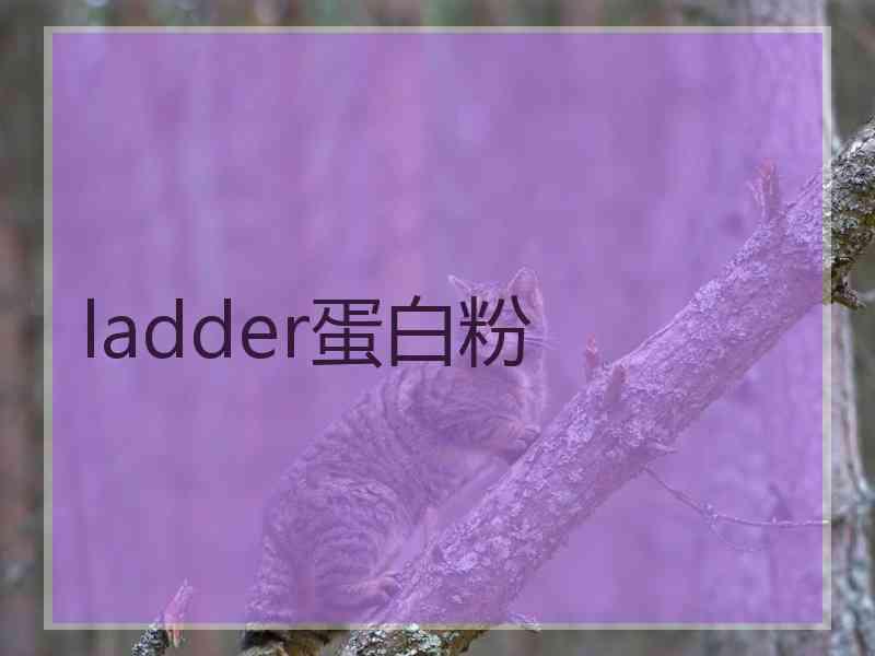 ladder蛋白粉