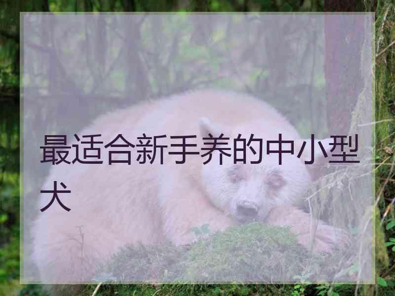 最适合新手养的中小型犬