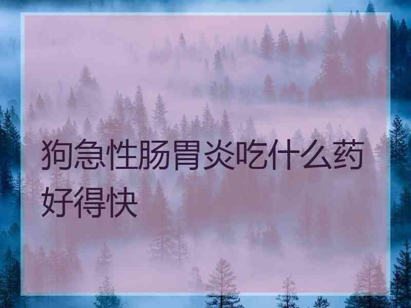 狗急性肠胃炎吃什么药好得快