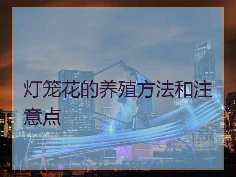 灯笼花的养殖方法和注意点