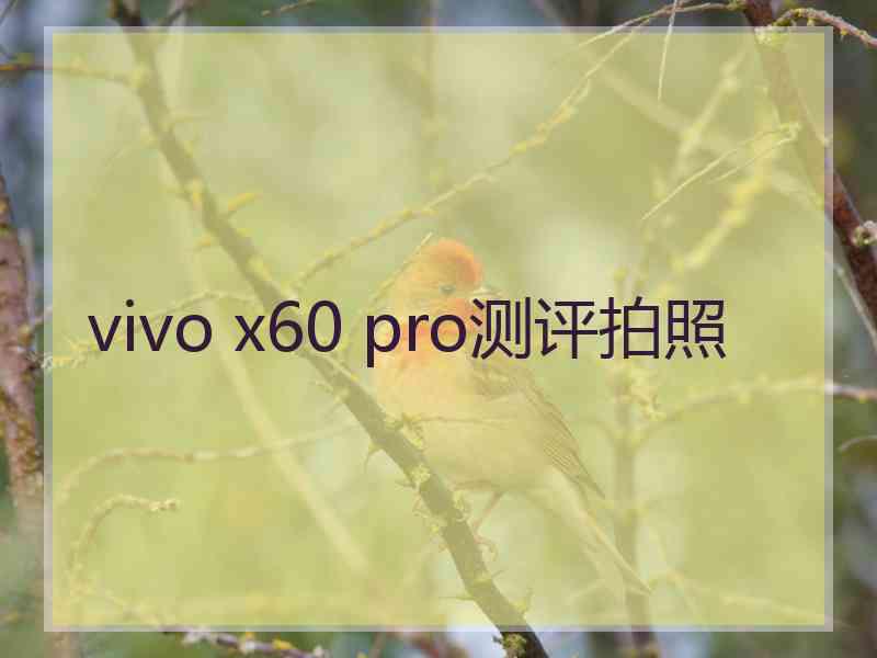 vivo x60 pro测评拍照