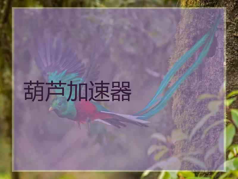 葫芦加速器