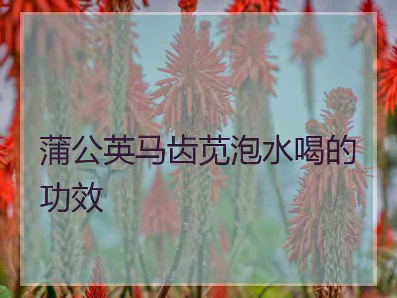 蒲公英马齿苋泡水喝的功效