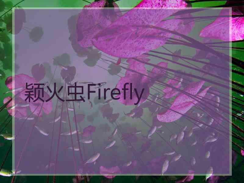 颖火虫Firefly