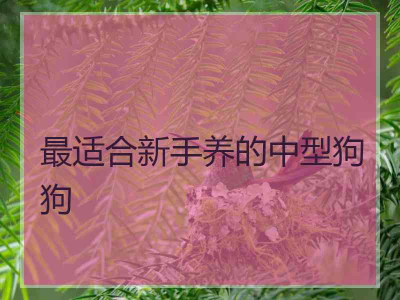 最适合新手养的中型狗狗