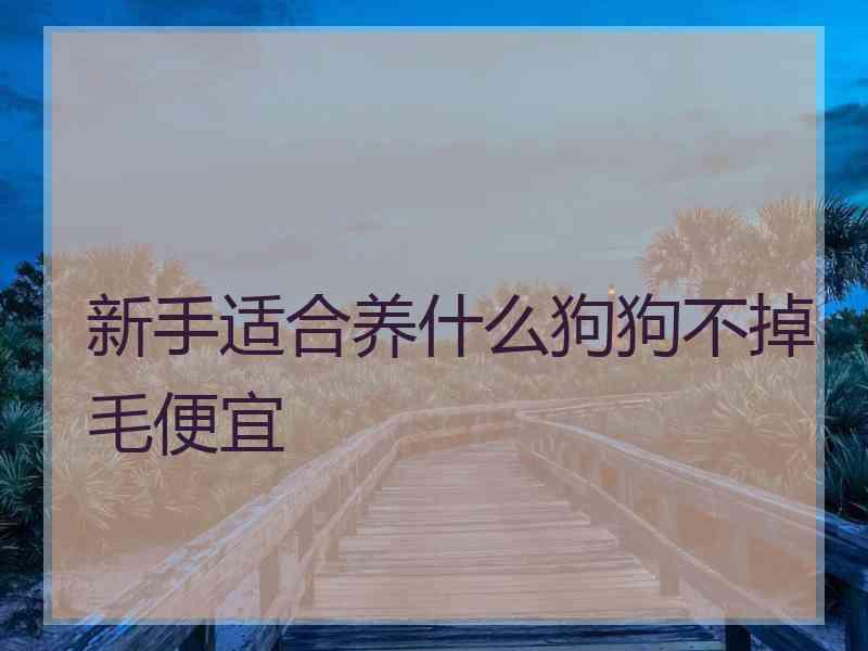 新手适合养什么狗狗不掉毛便宜