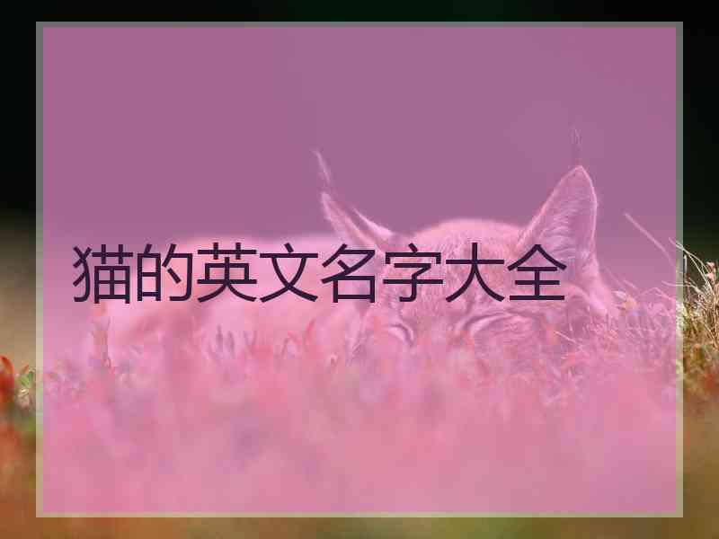 猫的英文名字大全