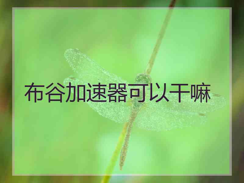 布谷加速器可以干嘛