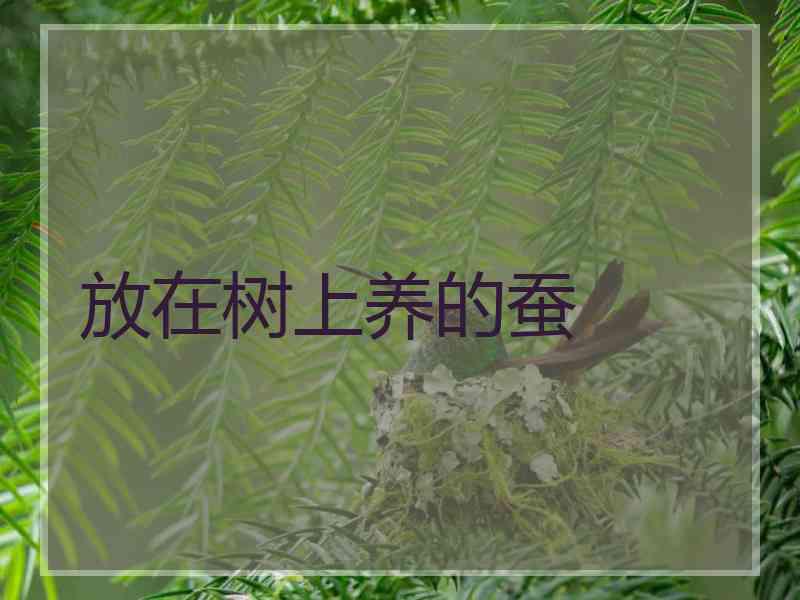 放在树上养的蚕