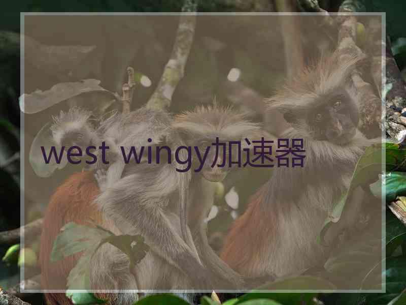 west wingy加速器