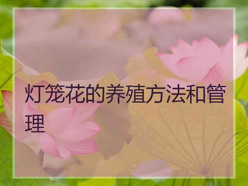 灯笼花的养殖方法和管理