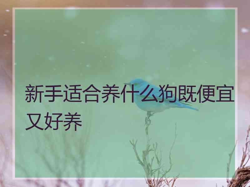 新手适合养什么狗既便宜又好养