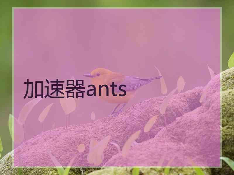 加速器ants