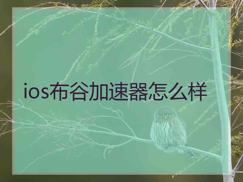 ios布谷加速器怎么样