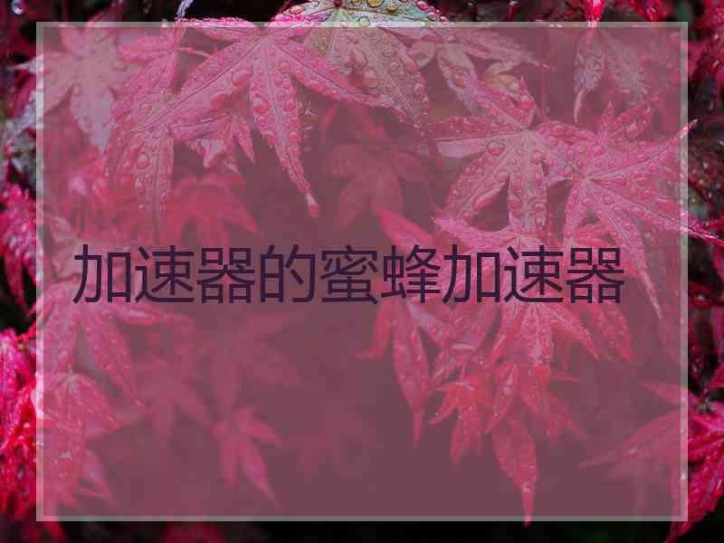 加速器的蜜蜂加速器