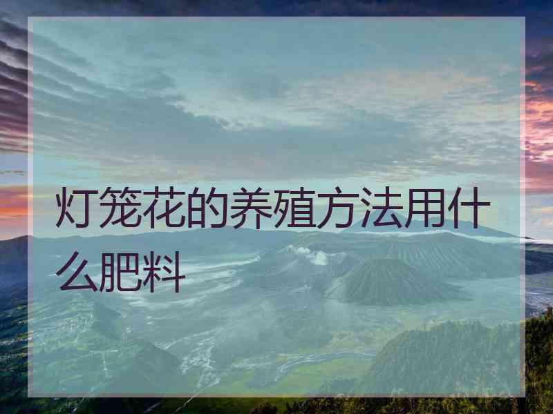 灯笼花的养殖方法用什么肥料