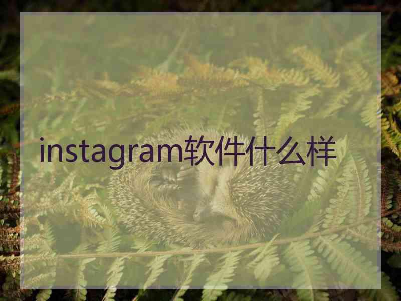 instagram软件什么样