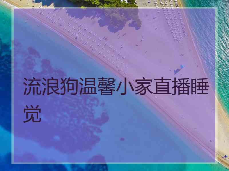 流浪狗温馨小家直播睡觉