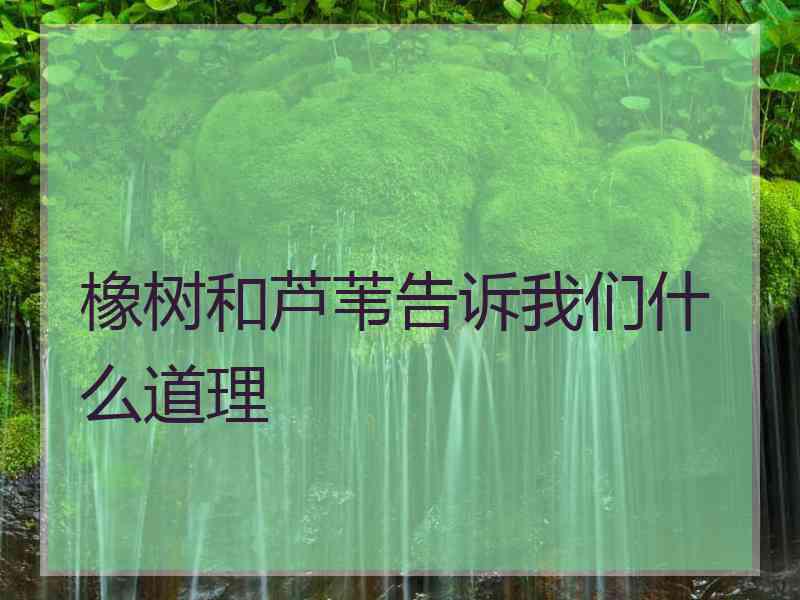 橡树和芦苇告诉我们什么道理