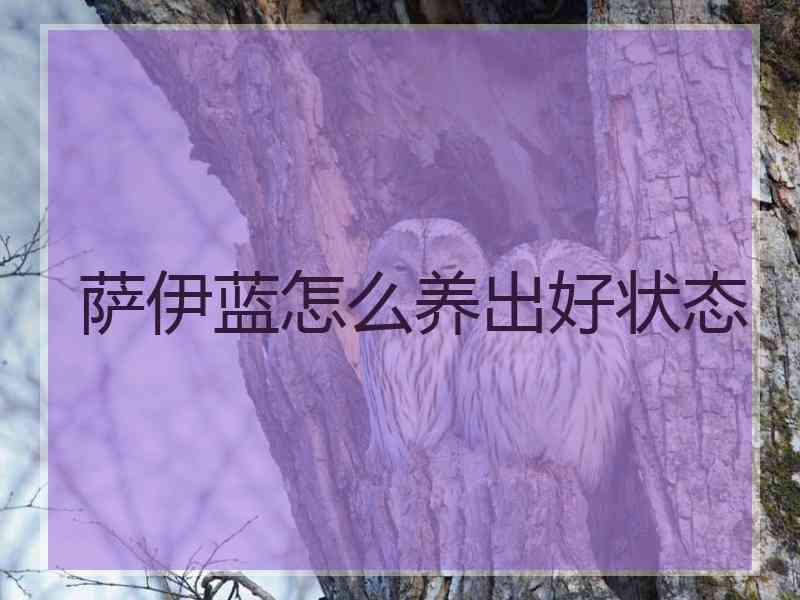 萨伊蓝怎么养出好状态