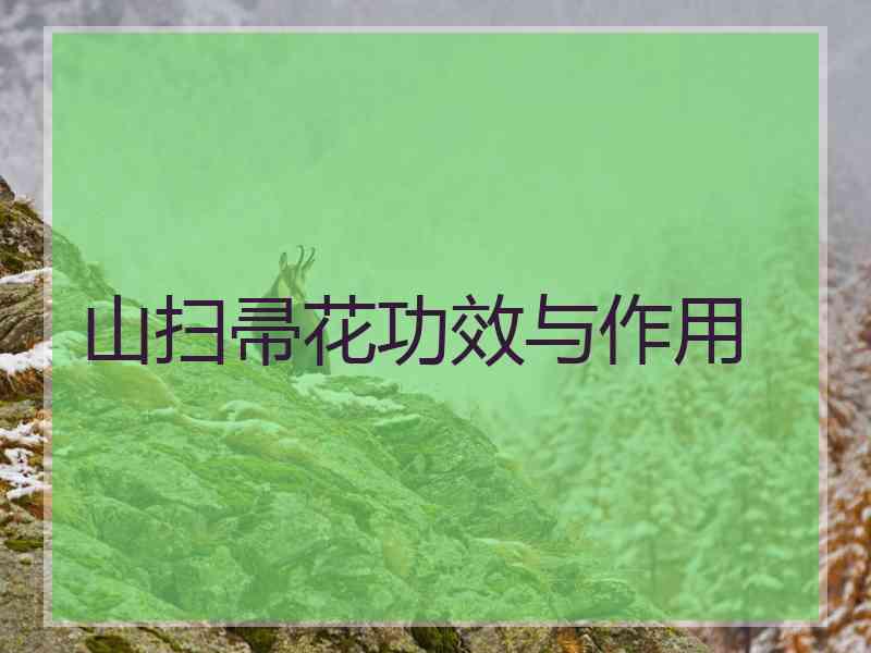 山扫帚花功效与作用