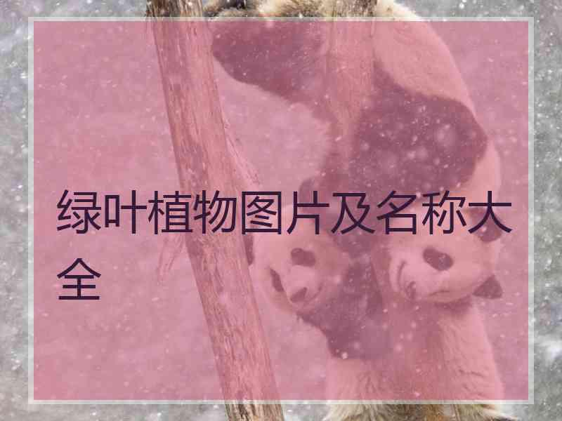 绿叶植物图片及名称大全