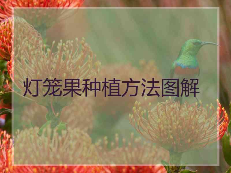 灯笼果种植方法图解