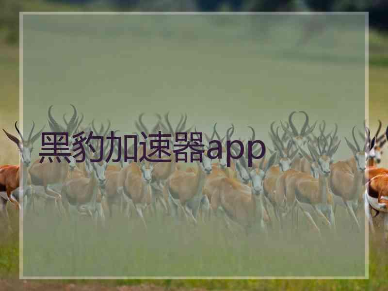 黑豹加速器app