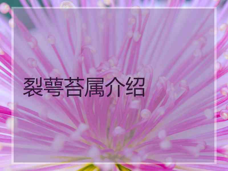 裂萼苔属介绍