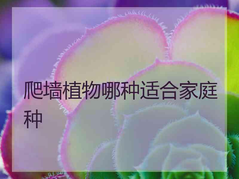 爬墙植物哪种适合家庭种