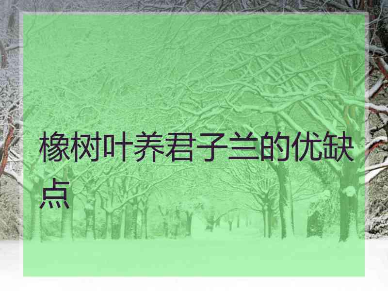 橡树叶养君子兰的优缺点